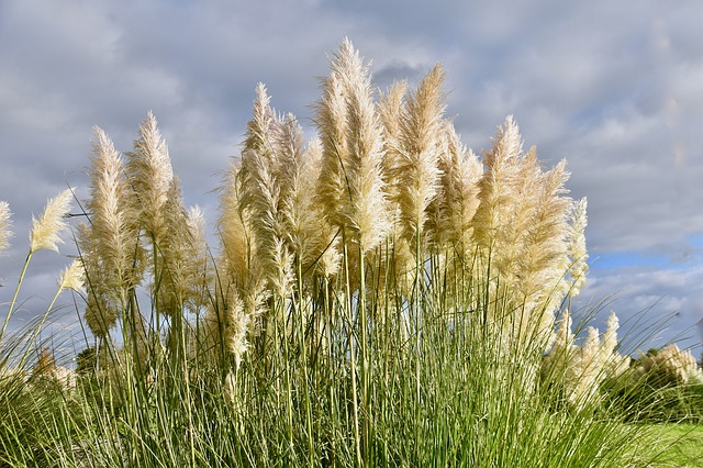 Pampas : Explication de LA tendance
