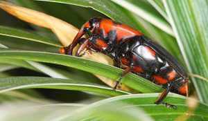 Quels sont les principaux insectes nuisibles en France ?