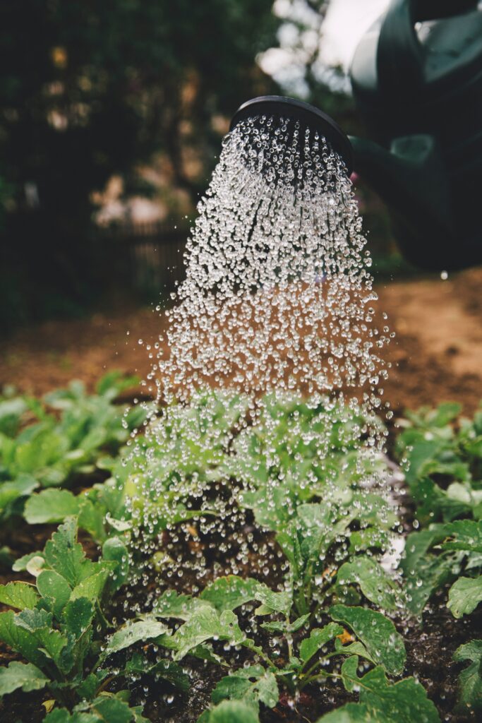 L’histoire fascinante et l’origine des nains de jardin