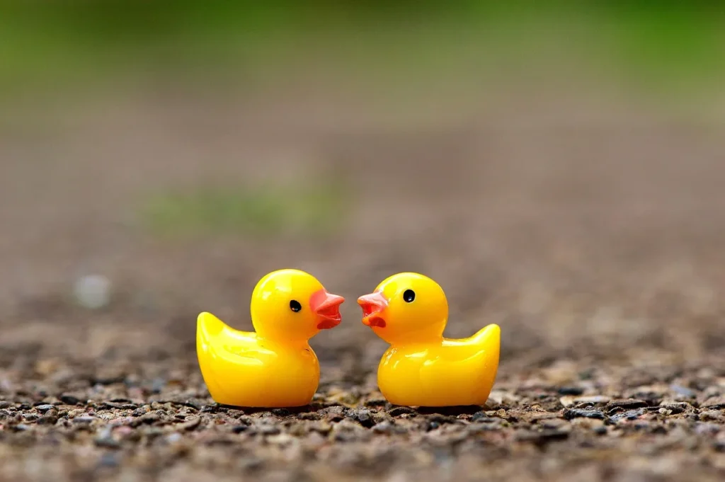 Article sur l'importance des espaces adaptés pour les animaux